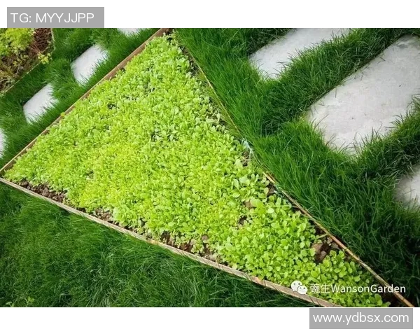 从草地到绿茵场足球明星与母亲的温情岁月与奋斗历程 从草地到绿茵场足球明星与母亲的温情岁月与奋斗历程